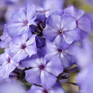 Phlox 'Blue Paradise' Perennial Bedding