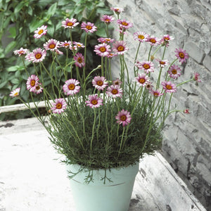 Moroccan Daisy | Rhodanthemum 'Marrakech' Perennial Bedding
