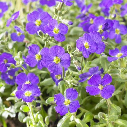 Aubrieta 'Blue Cascade' Perennial Bedding