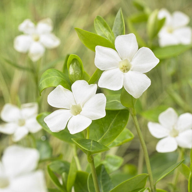 Vinca minor 'Alba' Perennial Bedding