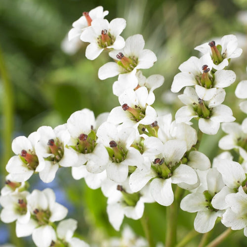 Bergenia 'Bressingham White' Perennial Bedding