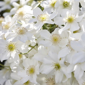 Clematis 'Avalanche' Climbing Plants