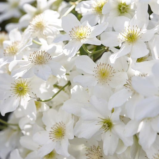 Clematis 'Avalanche' Climbing Plants