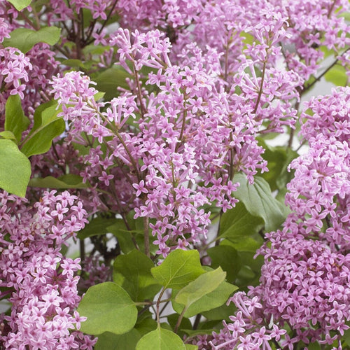 Patio Lilac Tree | Syringa 'Flowerfesta® Pink' Shrubs