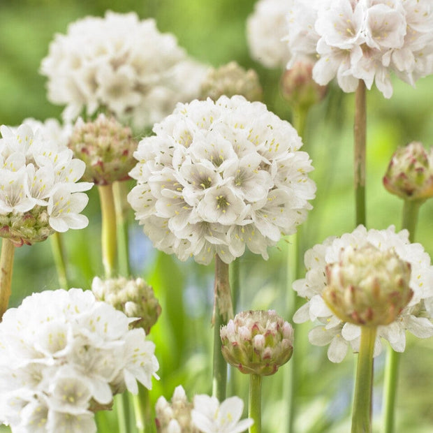 Armeria 'Ballerina White' Perennial Bedding