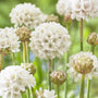 Armeria 'Ballerina White' Perennial Bedding
