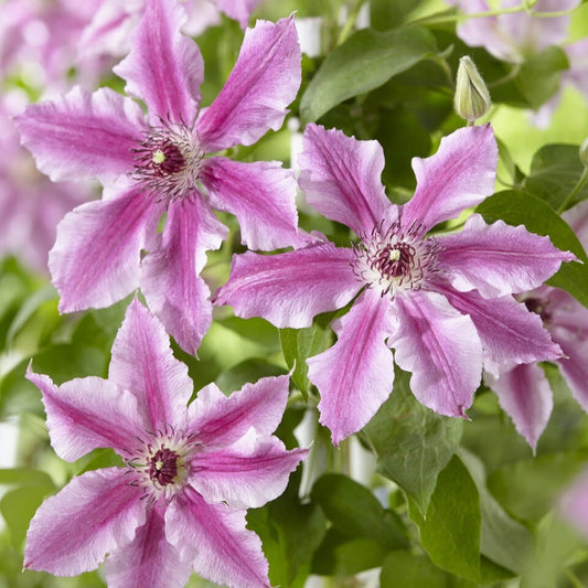 Clematis 'Ooh La La' Climbing Plants