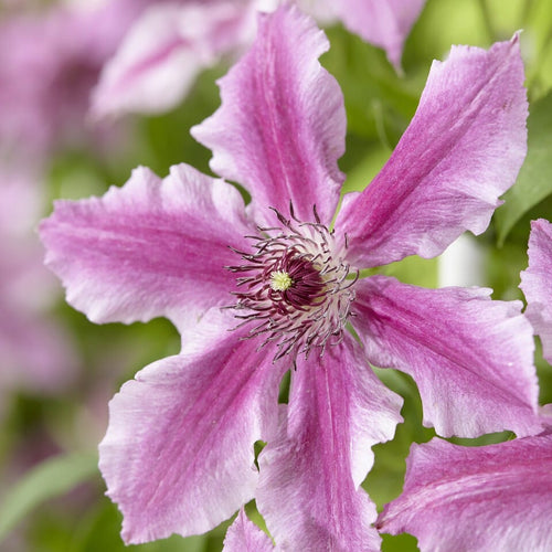 Clematis 'Ooh La La' Climbing Plants