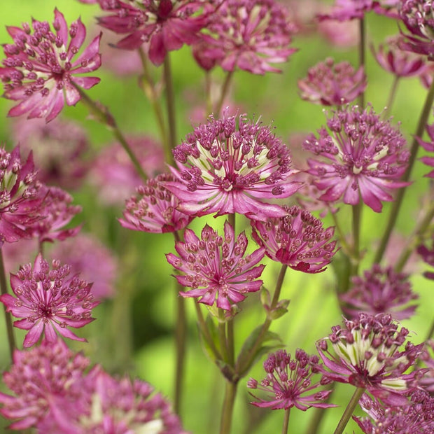 Astrantia 'Claret' Perennial Bedding