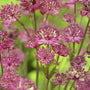 Astrantia 'Claret' Perennial Bedding