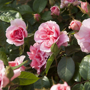 'You're Beautiful' Bush Rose Shrubs