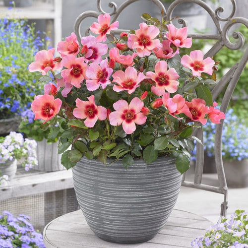 'For Your Eyes Only' Floribunda Rose Shrubs