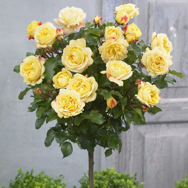 Yellow Standard Rose | 'Precious Gold' Shrubs