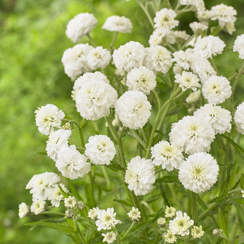 Achillea 'The Pearl' Perennial Bedding