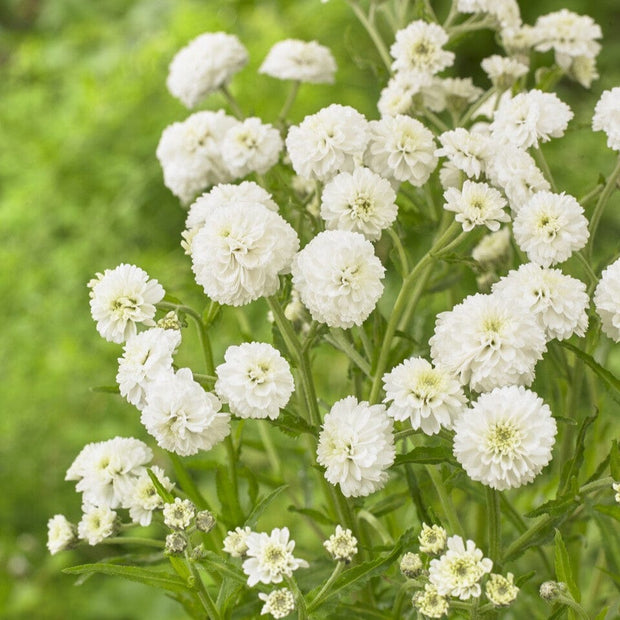 Achillea 'The Pearl' Perennial Bedding