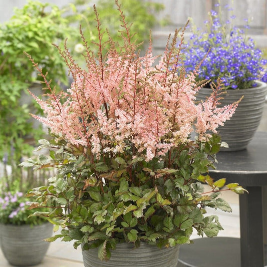 Astilbe 'Spotlight' Perennial Bedding