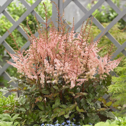 Astilbe 'Spotlight' Perennial Bedding