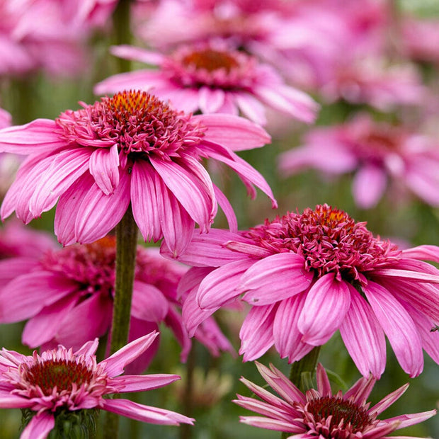 Echinacea 'SunSeekers Sweet Fuchsia' Perennial Bedding