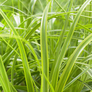 Japanese Sedge | Carex oshimensis 'Everlime' Perennial Bedding