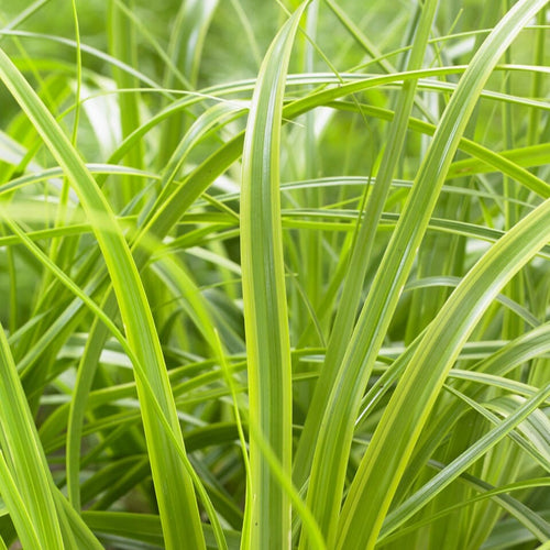 Japanese Sedge | Carex oshimensis 'Everlime' Perennial Bedding