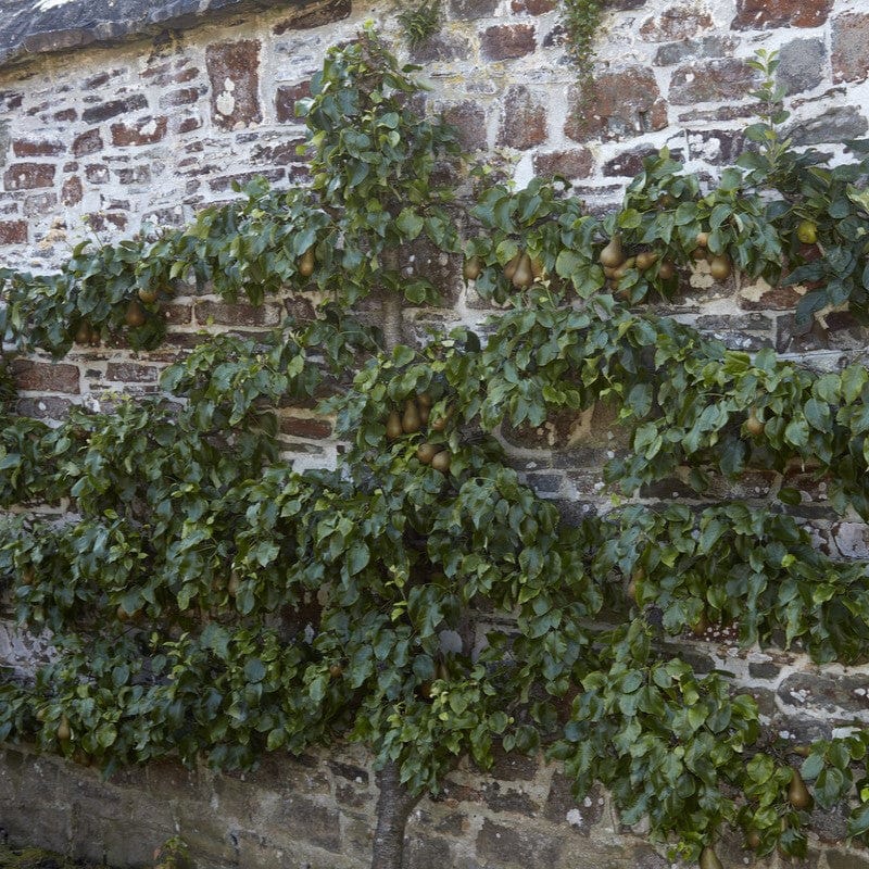 Pear Tree Pruning: An Expert Guide – Roots Plants