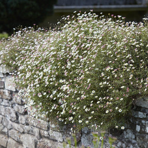 Mexican Fleabane | Erigeron karvinskianus 'Profusion' Perennial Bedding