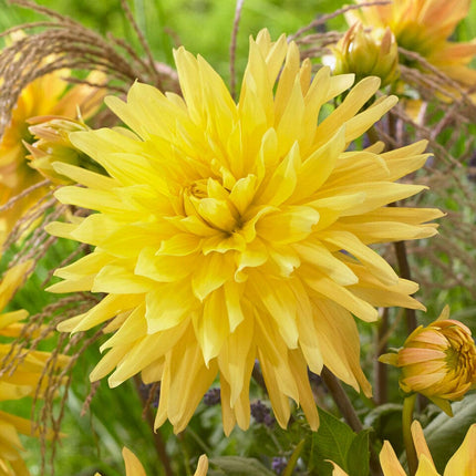 Dahlia Gelber Vulcan Perennial Bedding