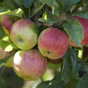 'Elstar' Apple Tree Fruit Trees
