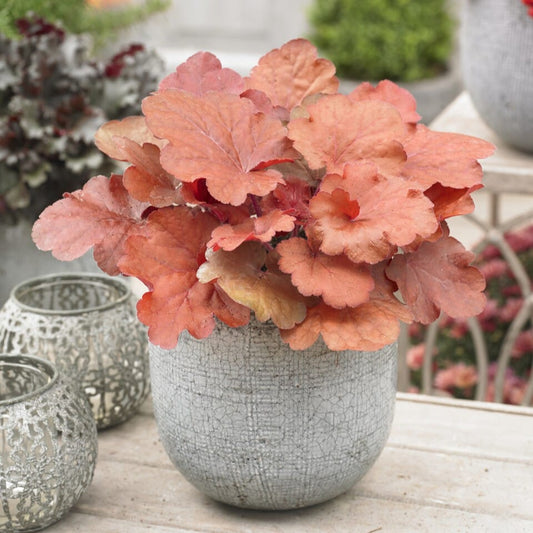 Heuchera 'Fire Alarm' Perennial Bedding