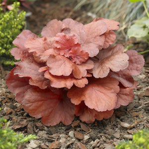 Heuchera 'Fire Alarm' Perennial Bedding