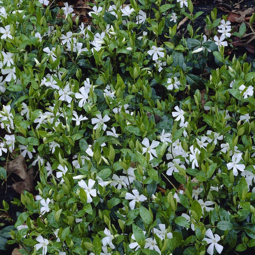 Vinca minor 'Alba' Perennial Bedding