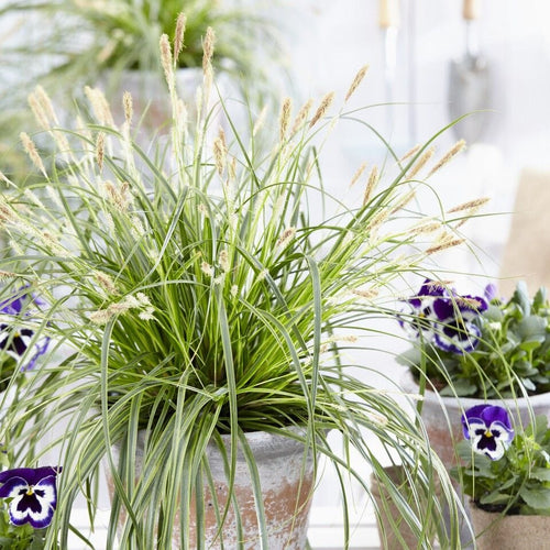Japanese Sedge | Carex oshimensis 'Everlime' Perennial Bedding