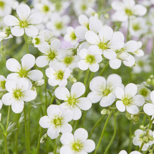 Saxifraga 'White Carpet' Perennial Bedding