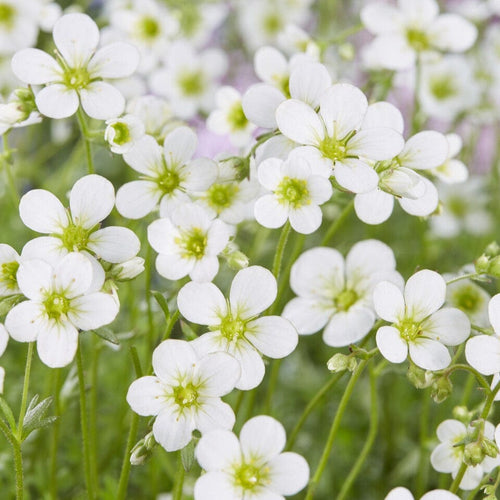 Saxifraga 'White Carpet' Perennial Bedding