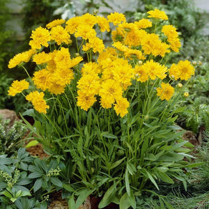 Coreopsis 'Early Sunrise' Perennial Bedding