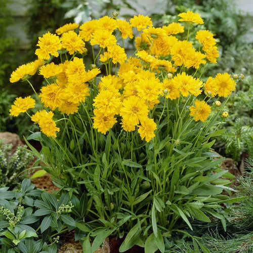 Coreopsis 'Early Sunrise' Perennial Bedding