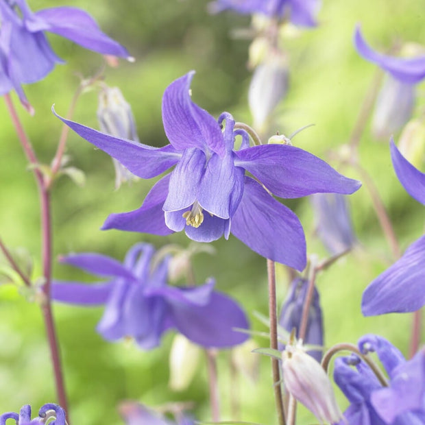 Alpine Columbine | Aquilegia alpina Perennial Bedding