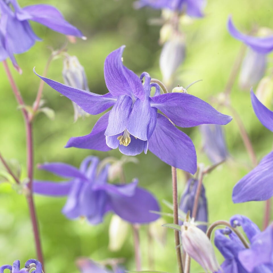 Alpine Roots Alpine Columbine | Aquilegia alpina – Roots Plants
