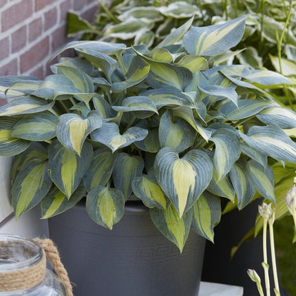 Hosta 'Catherine'