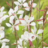 Gaura lindheimeri 'White' Perennial Bedding