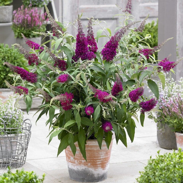 Buddleja davidii 'Sugar Plum'® Shrubs