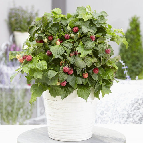 Jumbo Raspberry Plants 'Yummy' Patio Raspberry Plant – Roots Plants