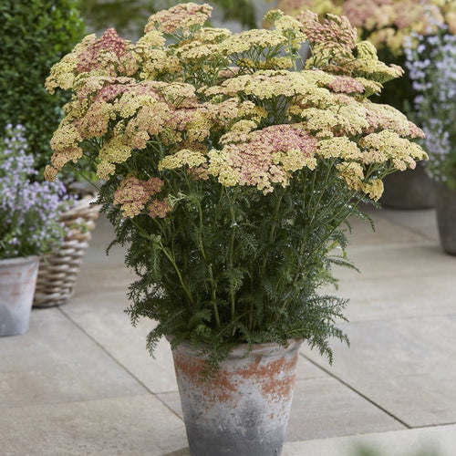 Achillea 'Peachy Seduction' Perennial Bedding