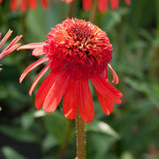 Echinacea 'Carrot Cake'