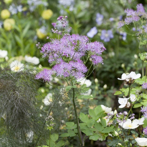 Thalictrum 'Black Stockings' Perennial Bedding
