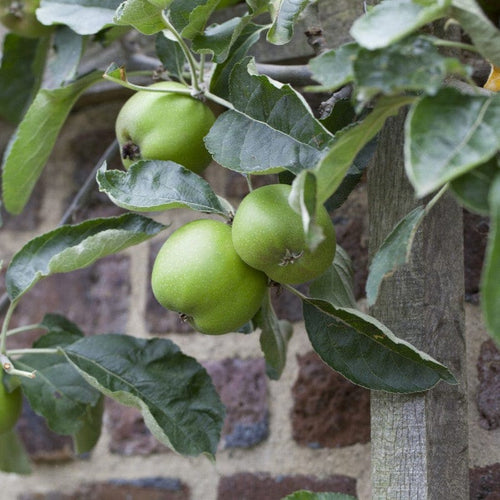'Ribston Pippin' Apple Tree Fruit Trees