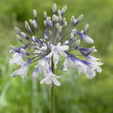 Agapanthus 'Twister' Perennial Bedding