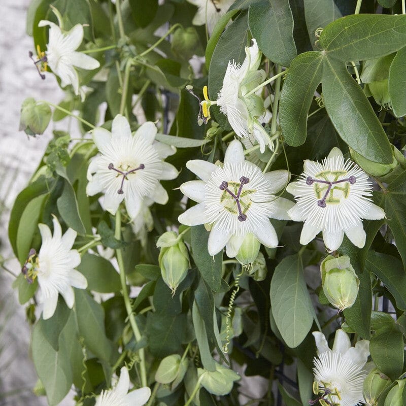 White Passion Flower | Passiflora 'Snow Queen'