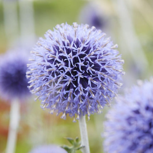 Echinops ritro 'Veitch's Blue' Perennial Bedding