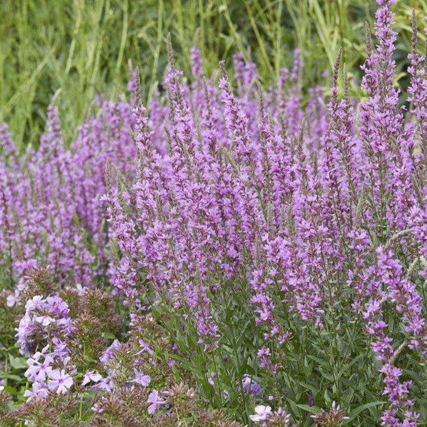 Lythrum virgatum 'Dropmore Purple' Perennial Bedding